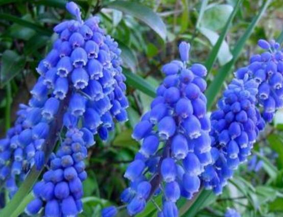 風(fēng)信子怎么繁殖，風(fēng)信子繁殖方法