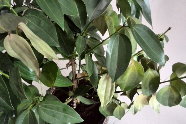 平安樹葉子下垂怎么急救，增光排濕/適當追肥