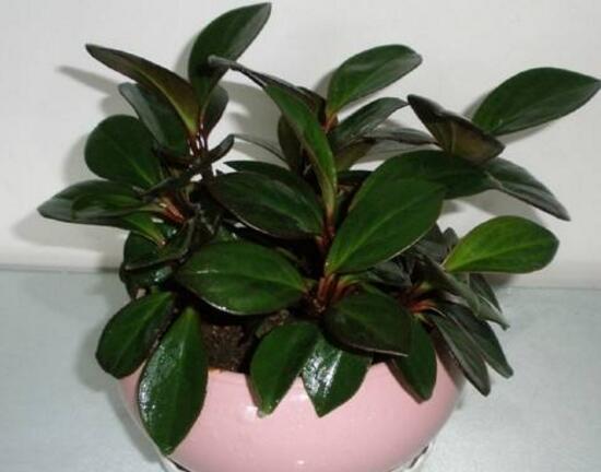 橡皮樹對人身體有害嗎，橡皮樹的作用和功效