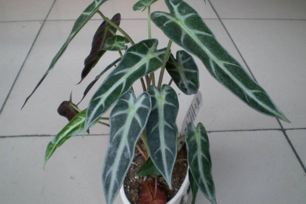 黑葉觀音蓮的養(yǎng)殖方法注意事項，控制好環(huán)境溫度以及光照