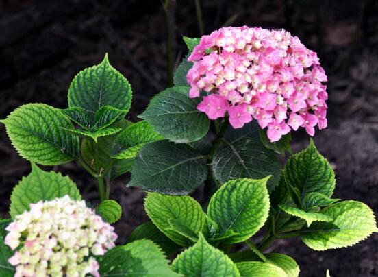 繡球花只長葉子不開花，做好四點解決辦法便花開爆盆
