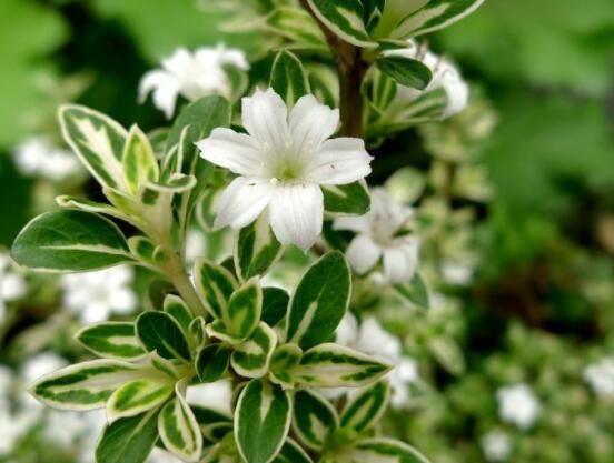 六月雪哪個(gè)品種最貴，屬金邊六月雪當(dāng)之無愧