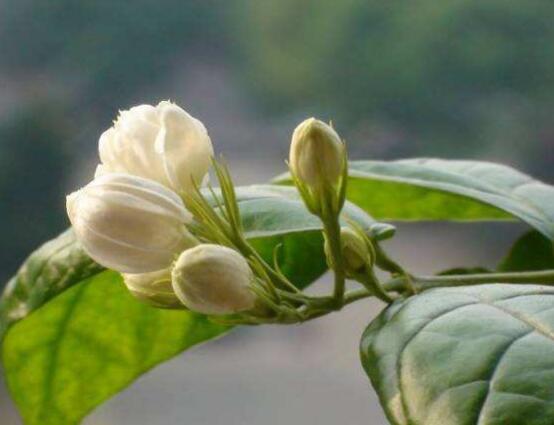 茉莉花爛根了怎么辦，換土換盆洗凈重新種植