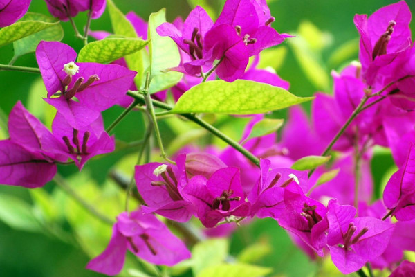 三角梅能放臥室嗎，可以放臥室但不建議長期擺放