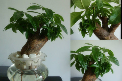 發(fā)財樹水培方法圖解