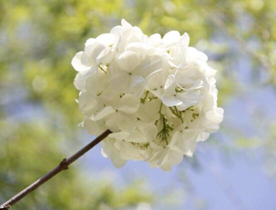 繡球花插花養(yǎng)護，教你四點有效養(yǎng)護措施(水養(yǎng)爆盆)