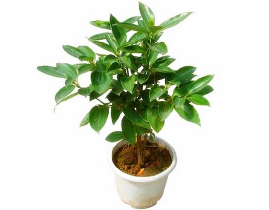 平安樹有什么好處，平安樹的功效與作用