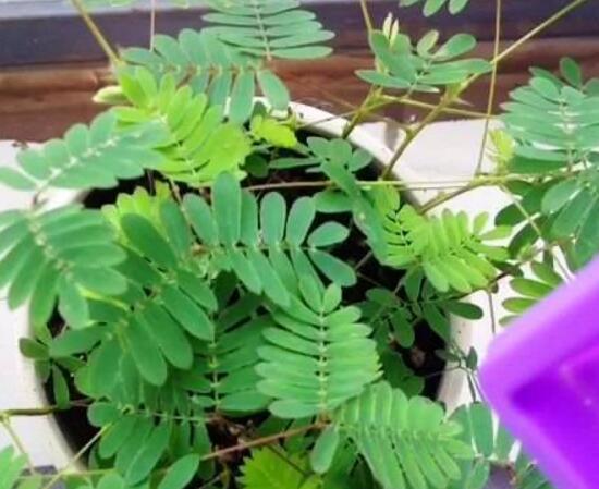 含羞草怎么養(yǎng)，含羞草的養(yǎng)殖方法和注意事項