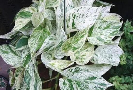 綠蘿的品種有哪些，綠蘿哪個(gè)品種好