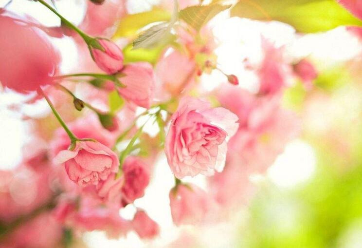 大葉海棠花的養(yǎng)殖方法，要從土壤選擇等4個(gè)方面入手