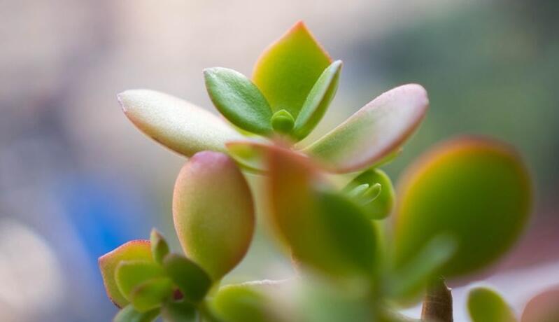 玉樹花和燕子掌的區(qū)別，葉片上的3處不同