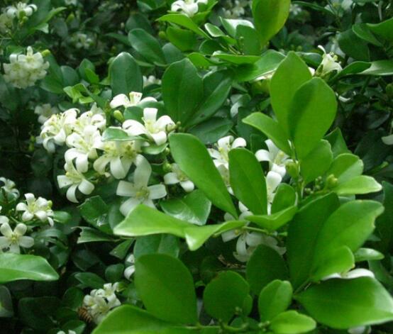 九里香的養(yǎng)殖方法和注意事項，老農(nóng)總結(jié)出七大養(yǎng)殖基本方法