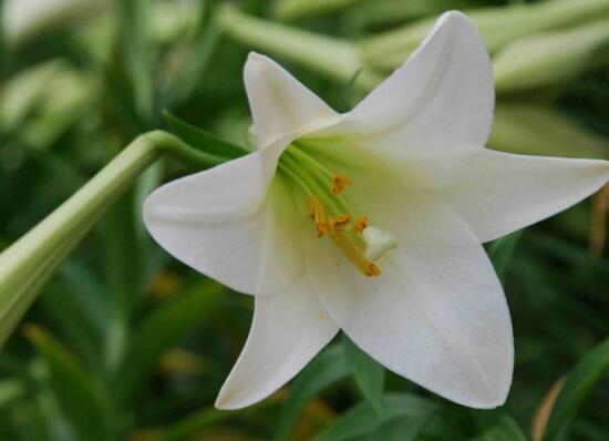 百合花葉子發(fā)黃怎么辦，教你五種方法讓它恢復生機