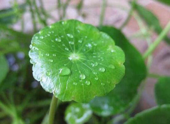 銅錢草的禁忌擺放位置，只要注意這四大位置便可