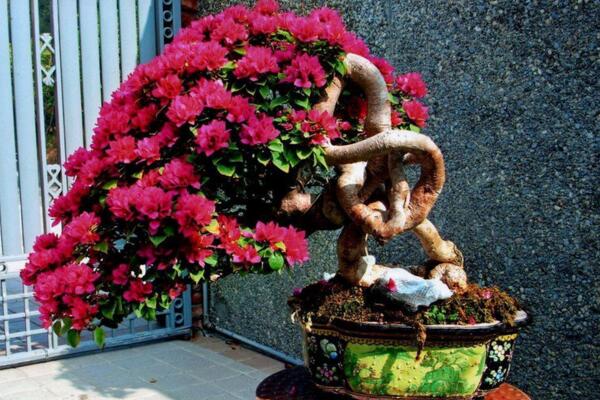 三角梅的養(yǎng)殖方法和注意事項(xiàng)，必須要掌握的要點(diǎn)