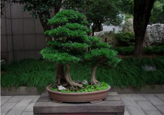 羅漢松怎么澆水，羅漢松澆水方法