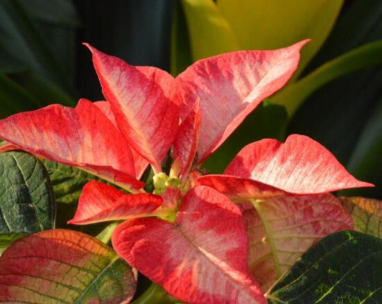 一品紅多久澆一次水，不同季節(jié)不同澆水量(澆則澆透)