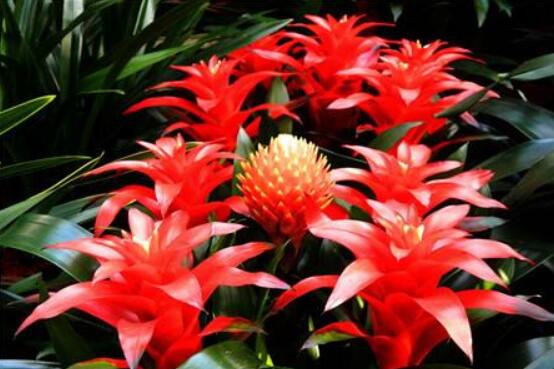 鴻運(yùn)當(dāng)頭開花后怎么辦，及時修剪殘花/分株繁殖