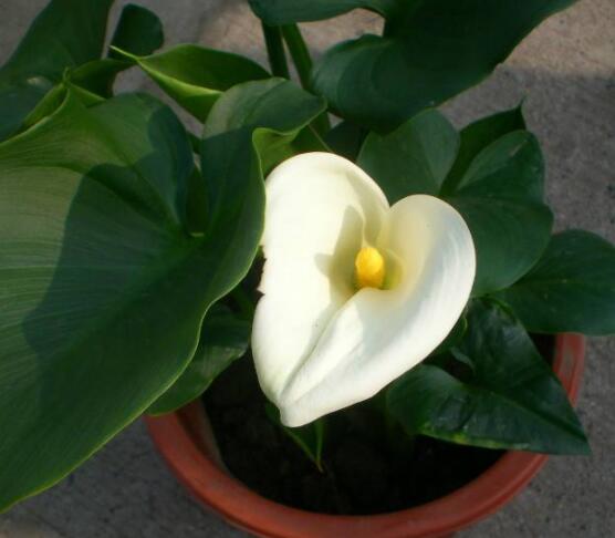 馬蹄蓮只長葉子不開花，四種原因以及解決辦法