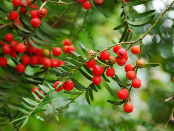 紅豆杉干枯后急救方法，教你四種方法輕松解決