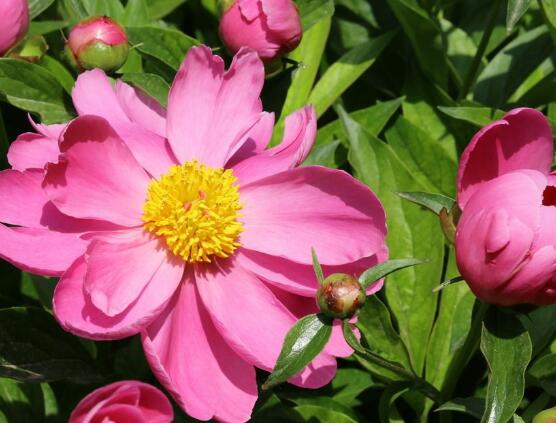 芍藥花籽幾月成熟，每年八月份時(shí)期(果實(shí)開裂)