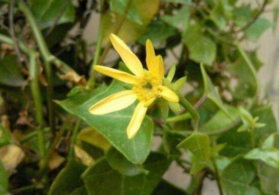 常春藤花期多長時間，常春藤不開花的原因