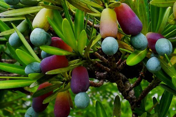 羅漢松的果實能吃嗎，果實只能吃一部分