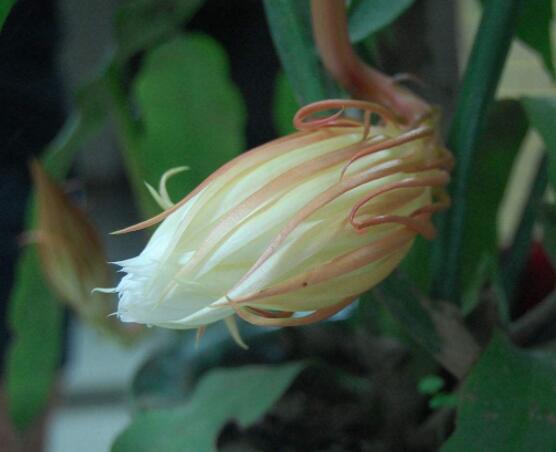 曇花的病蟲害及其防治，詳解四種病蟲害防治大全