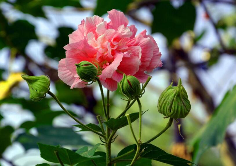 木芙蓉花的花語(yǔ)和傳說(shuō)，寓意著平凡中的高潔