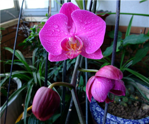 蝴蝶蘭怎么施肥