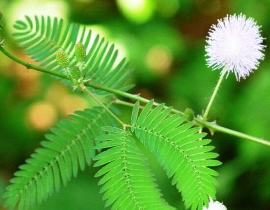 含羞草有什么寓意嗎，含羞草花語是什么