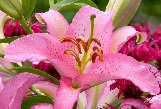 百合花的花語是什么，詮釋愛情“百年好合”最美不過了