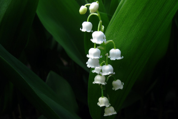 鈴蘭怎么繁殖，播種和分株兩種方法