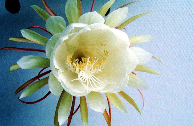 曇花象征著什么意思，稍縱即逝的永恒