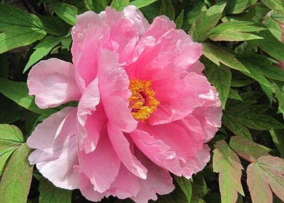 牡丹花葉子發(fā)黃怎么辦，牡丹花葉子發(fā)黃解決辦法