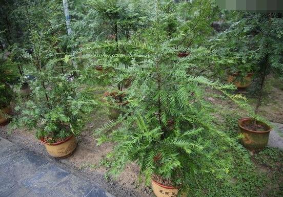 紅豆杉放家哪個位置好，教你六種最佳擺放地點(招財生旺)