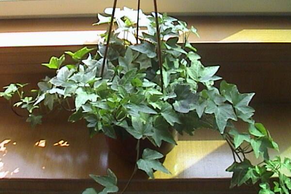 常春藤圖片，好看的常春藤欣賞