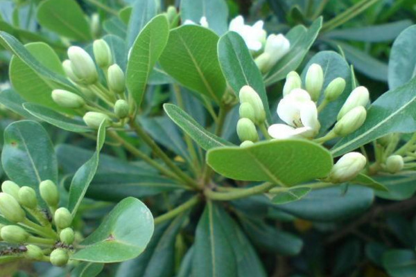 海桐怎么養(yǎng)殖，保證光照充足并控制好環(huán)境溫度