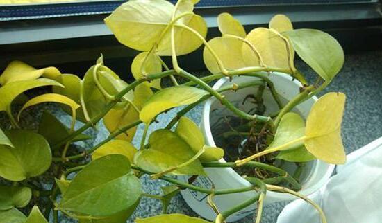 綠蘿發(fā)黃是什么原因，綠蘿葉子發(fā)黃怎么辦