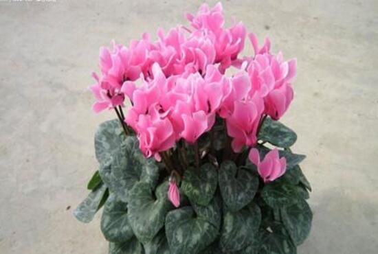 仙客來什么時候播種，仙客來的種植方法