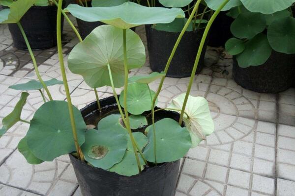 荷花種子怎么種，5步即可完成荷花的種植