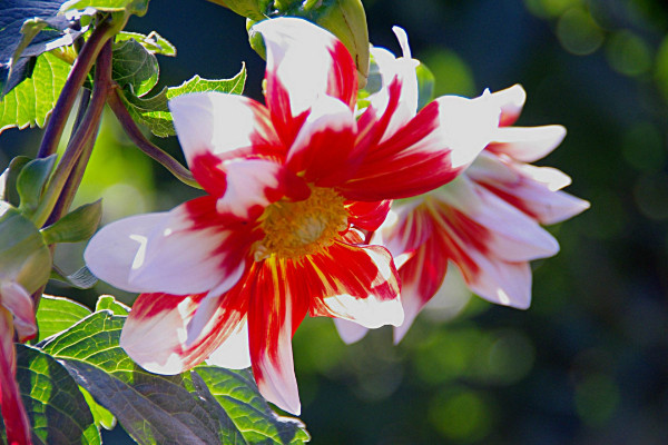 大麗花怎么修剪，疏枝剪葉/剔除殘花/摘心打頂