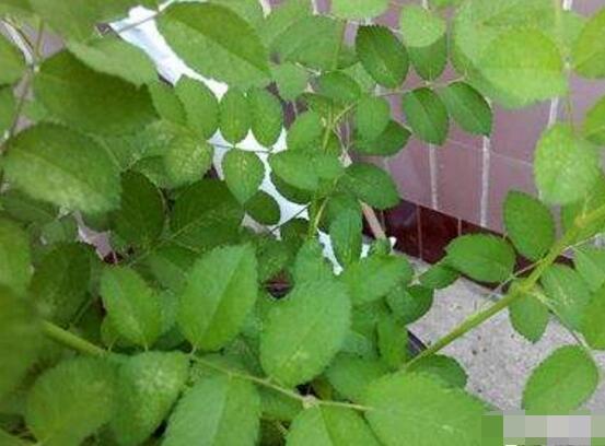 薔薇花葉子發(fā)白怎么辦，薔薇花葉子發(fā)白解決辦法