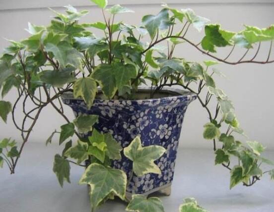 常春藤用淺盆還是深盆，深、淺盆都合適