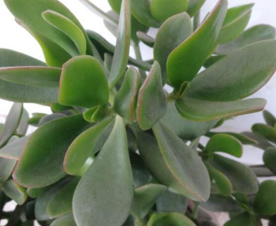 燕子掌掉葉子怎么辦，老農(nóng)教你三種最直觀解決方法