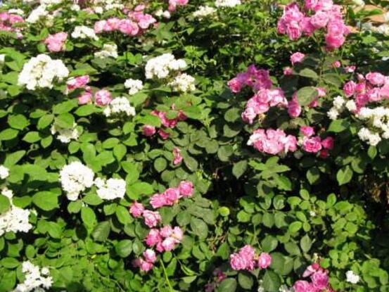 薔薇花什么時候施肥，薔薇花做到薄肥勤施原則