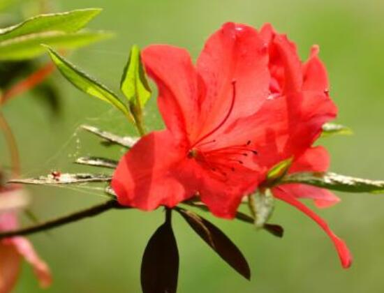 杜鵑花花后怎么修剪，老農(nóng)教你五大基本要點