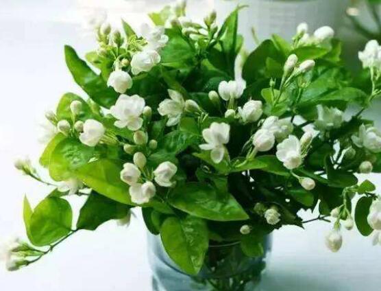 室內(nèi)養(yǎng)茉莉好嗎，殺滅病菌、美化環(huán)境、清神醒目