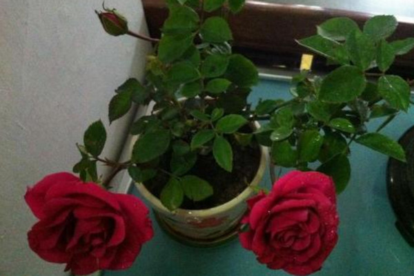 玫瑰花種植技術(shù)，建議在春秋季進(jìn)行種植