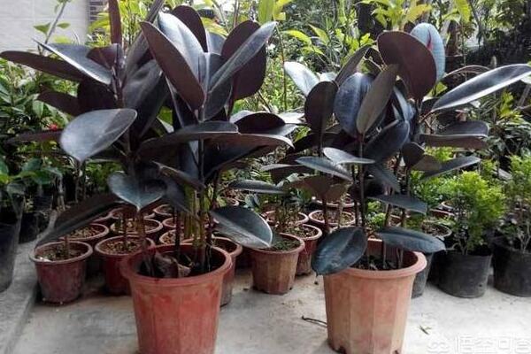 橡皮樹葉子蔫了怎么辦，分析原因正確的處理